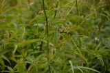 Aconogonon alpinum