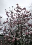 Magnolia &times; soulangeana