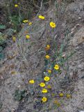 Anthemis tinctoria