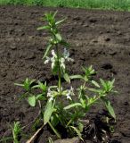 Stachys annua