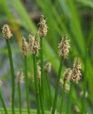 Eleocharis palustris