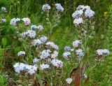 Myosotis lithospermifolia