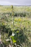 Veratrum lobelianum