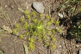 Peucedanum morisonii