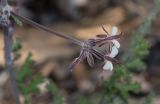 Pelargonium laxum