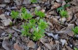 Galium odoratum. Вегетирующие растения. Самарская обл., Ставропольский р-н, окр. с. Жигули, залив Жигулёвская Труба, лиственный лес. 02.05.2021.