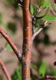 Cotoneaster melanocarpus. Часть ствола с основаниями ветвей. Алтай, Кош-Агачский р-н, 5 км СВ с. Кокоря, степная балка. 26 июня 2022 г.