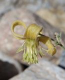 Clematis orientalis