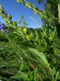 Veronica teucrium