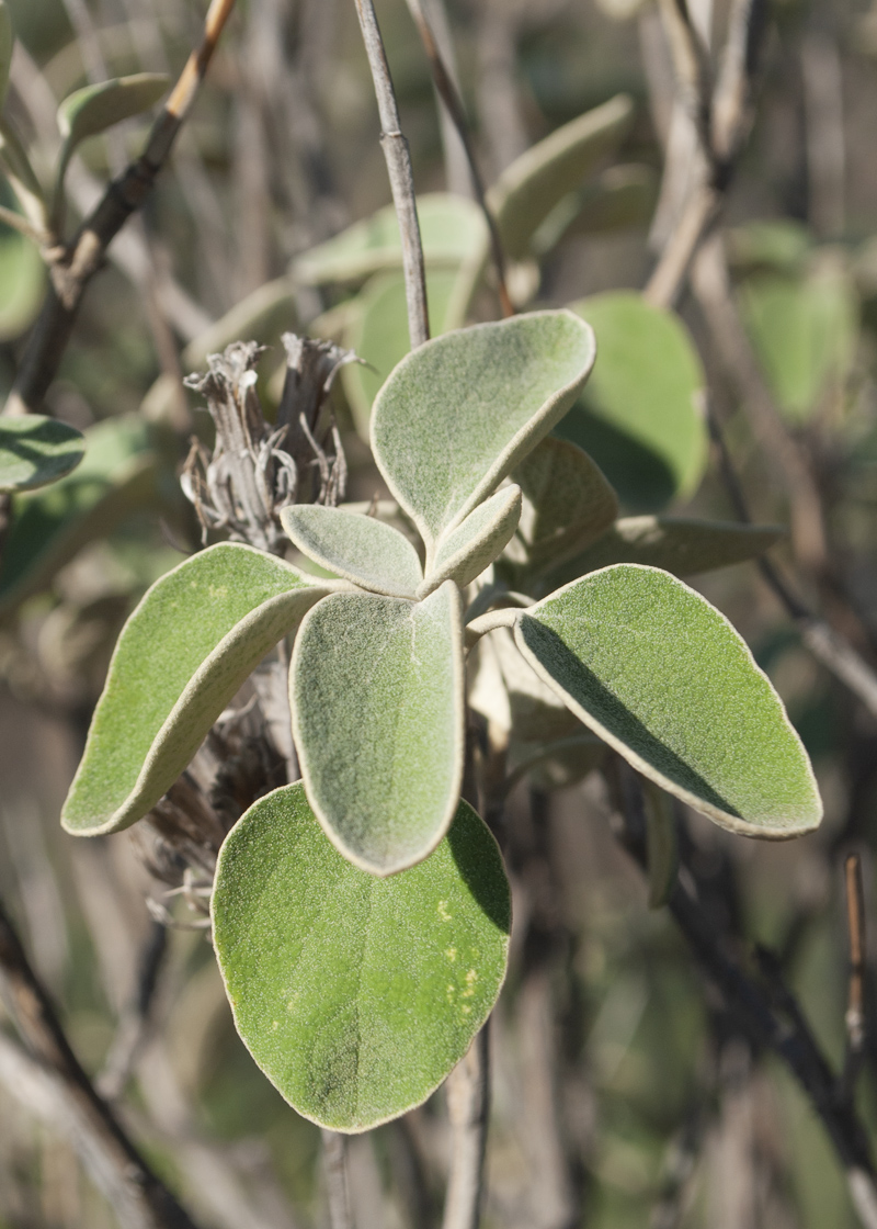 Изображение особи Phlomis chimerae.