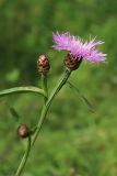 Centaurea jacea. Веточка с цветущим и развивающимся соцветием. Мурманская обл., Кольский р-н, долина р. Титовка ниже автодороги А138 Мурманск — Печенга, окр. Мельничных водопадов, верхняя часть склона долины, травяно-кустарничковый березняк, поляна у грунтовой дороги, разнотравно-злаковый луг. 02.08.2022.