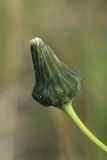 Sonchus humilis. Верхушка побега с недозревшим соплодием. Мурманская обл., Кандалакшский р-н, с. Ковда; губа Старцева, приморский луг. 05.08.2022.