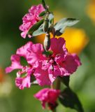 Clarkia unguiculata