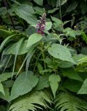 Stachys sylvatica