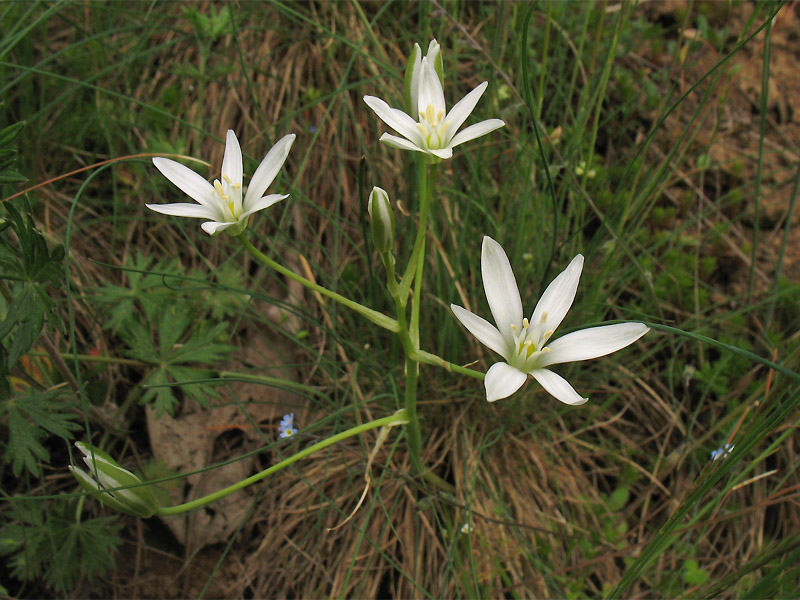 Изображение особи Ornithogalum umbellatum.