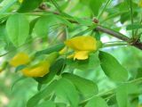 Caragana arborescens