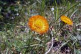 Erigeron aurantiacus