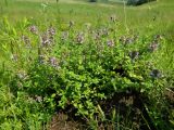 Thymus pulegioides. Куртинка цветущего растения. Окрестности Смоленска. 01.07.2011.