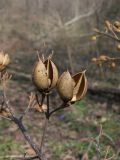 Paulownia tomentosa