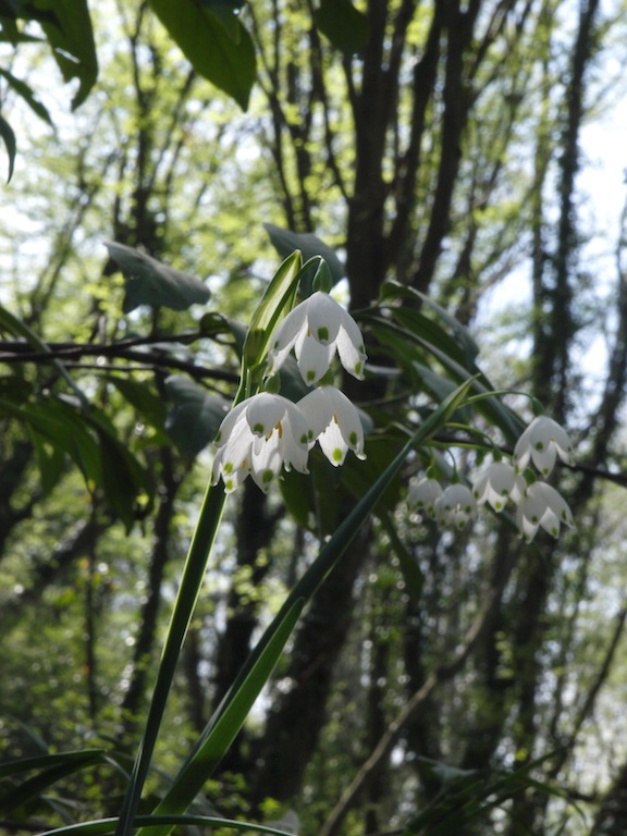 Изображение особи Leucojum aestivum.