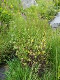 Cardamine iliciana