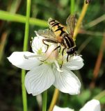 Parnassia palustris. Цветок с кормящейся мухой-журчалкой. Архангельская обл., Вельский р-н, луг вблизи лесной дороги. 15.08.2012.