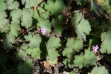 Geranium rotundifolium. Цветущие растения. Узбекистан, Ташкентская обл., хр. Каржантау, берег Каракиясая. 04.04.2009.