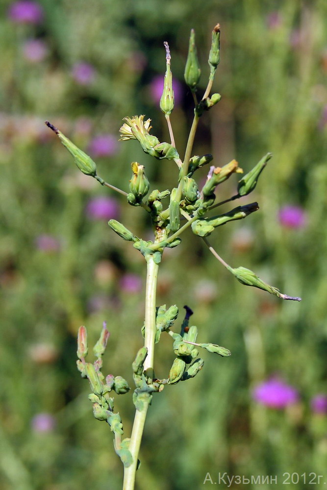 Изображение особи Lactuca serriola.