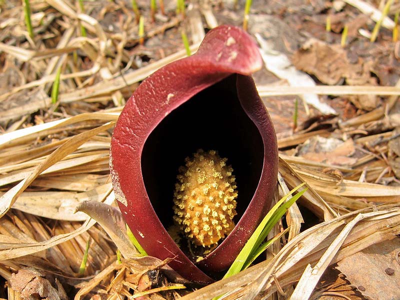 Изображение особи Symplocarpus renifolius.