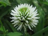 Trifolium montanum