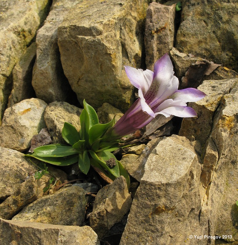 Изображение особи Gentiana clusii.