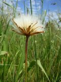 Scorzonera parviflora. Соплодие. Краснодарский край, Кущевский р-н, станица Шкуринская, сазовая степь. 04.06.2009.