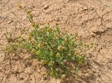 Calendula persica