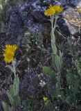 Inula oculus-christi