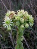 род Sempervivum