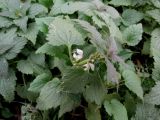 Lamium album