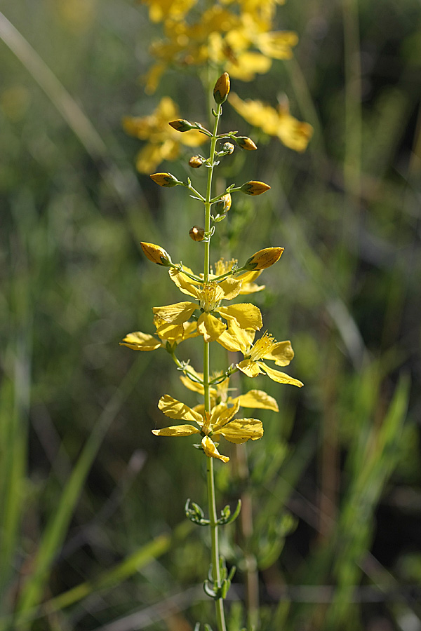 Изображение особи Hypericum elongatum.