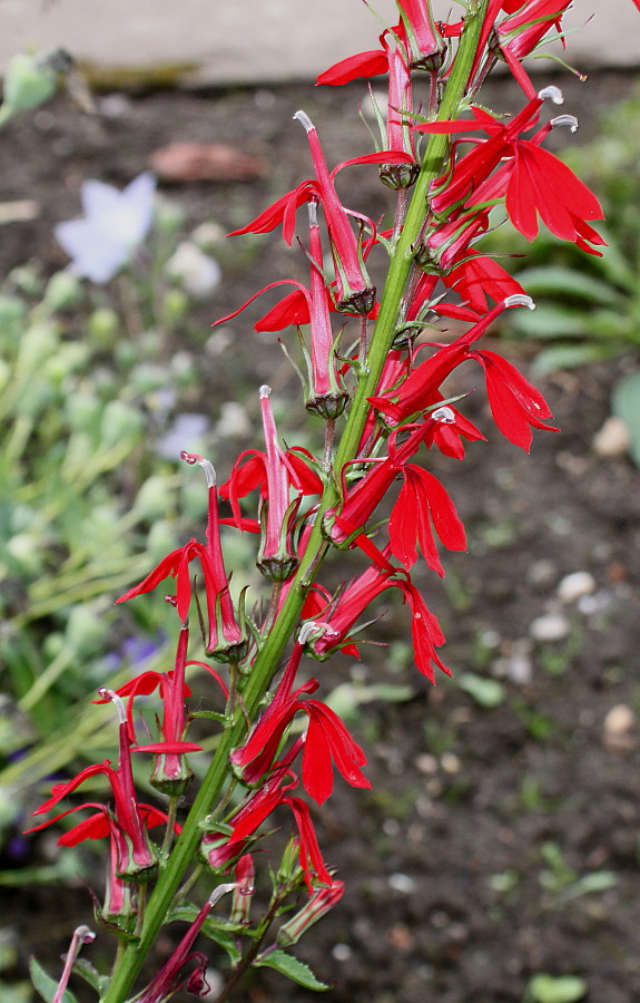 Изображение особи Lobelia cardinalis.