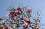 Grevillea longistyla