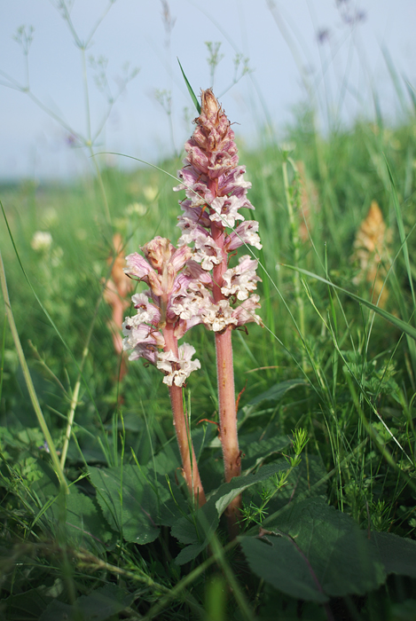 Изображение особи Orobanche alba.