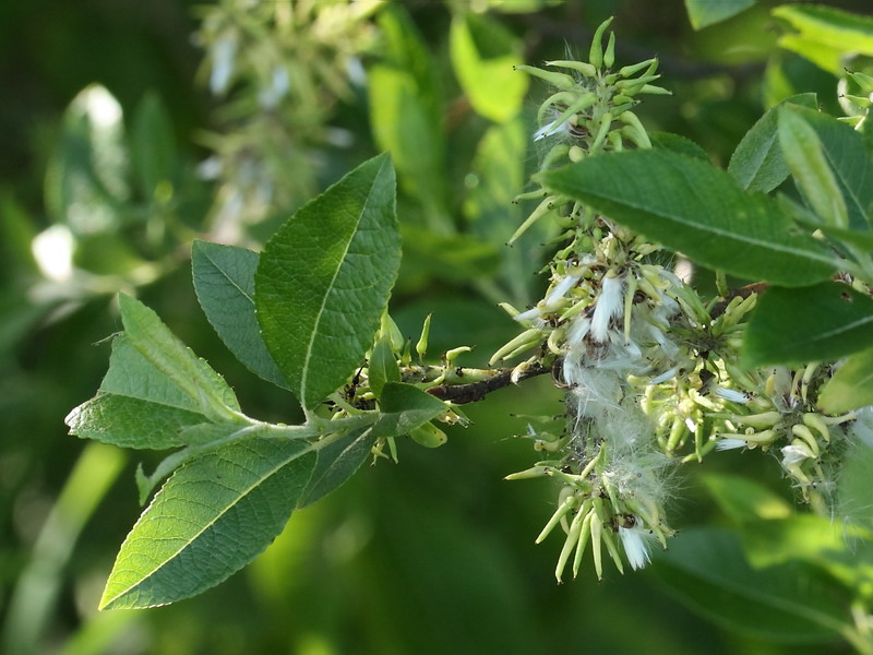 Изображение особи Salix myrsinifolia.