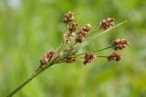 Luzula multiflora