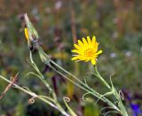 Tragopogon orientalis. Верхушка цветущего растения. Хакасия, окр. с. Таштып. Начало августа 2009 г.