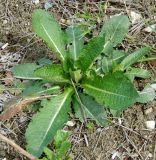 Dipsacus laciniatus