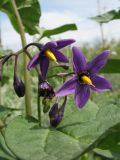 Solanum kitagawae