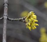 Cornus mas