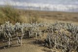 Otanthus maritimus. Вегетирующие растения на песчаной дюне. Греция, Пелопоннес, окр. г. Пиргос, окр. дер. Спьянтза, пляж. 21.03.2015.