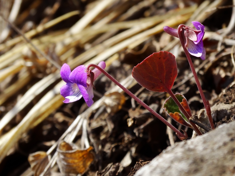 Изображение особи Viola primorskajensis.