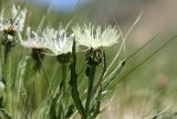 Centaurea cheiranthifolia