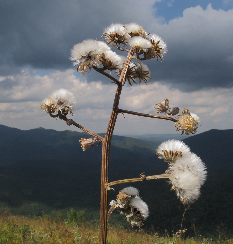 Изображение особи Crepis pannonica.